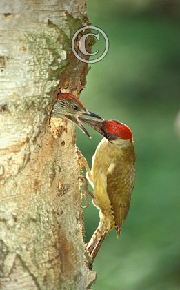 Green Woodpecer DM0780